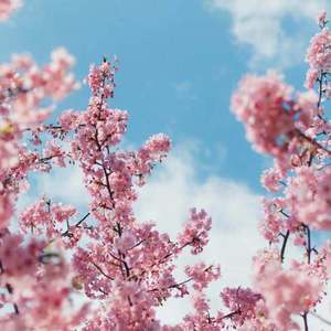 cos尾巴插件要入体教程
